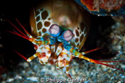 Queen of all shrimps !! by Philippe Gerber 